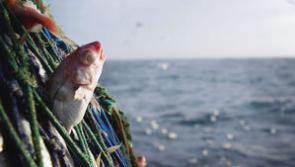 Without the political will to support fishing, a separate department won’t help says Donegal TD