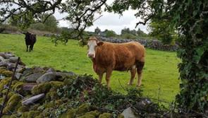 Pressure on  Donegal minister to open the BEEP (3) Suckler scheme