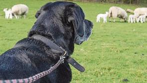 ALERT: Gardai and IFA issue appeal to dog owners as lambing season approaches