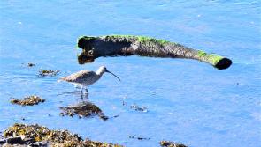 COLUMN: A surprise encounter with one of our most iconic  but endangered species