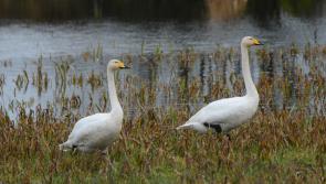 Donegal's whooper swan population more than doubles