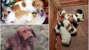 NATIONAL: Gardaí issue appeal after theft of dogs including pregnant Jack Russell and litter of puppies 