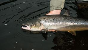 Loughs Agency renews appeal for Donegal anglers to ‘catch and release’