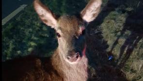 Oh deer! Animal and driver involved in collision on Donegal road had lucky escape
