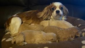 National: Gardai appeal for information after mother and cute pups stolen