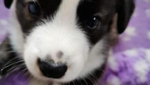 National: Gardaí investigate as six puppies stolen