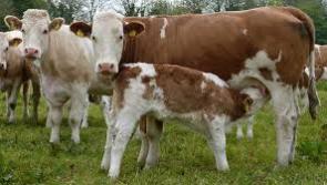 Minister McConalogue launches the new Beef Environmental Efficiency Programme – Sucklers 
