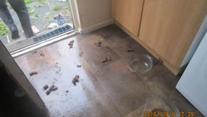  Two people sentenced in north-west animal cruelty case - court hears one dog died of starvation