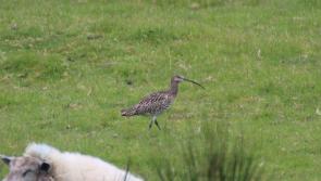 Search for Donegal's at-risk curlew continues