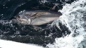 Bluefin tuna scientific data collection catch and release fishery will operate in 2021