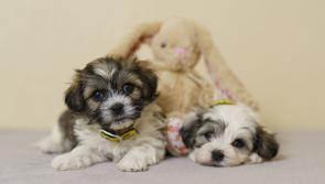 Donegal dog owners warned - Paws off the chocolate this Easter!