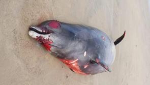 Deep diving whale stranded on Donegal coast as reports of cetacean strandings hit worrying high