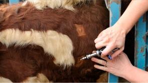 New approach to inconclusive reactor animals