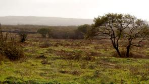 Donegal farmers on peat soils may lose CAP payments - TD

