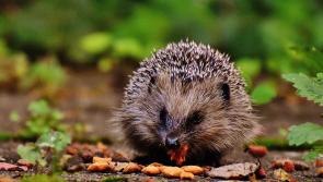 Donegal volunteers needed for second Nationwide Hedgehog Survey

