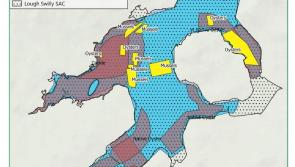 Lough Swilly's native oyster population facing 'collapse'