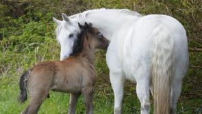 Everybody needs good neigh-bours!