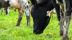 Donegal farmers warned of seasonal phosphorus deficiency in some dairy herds this year

