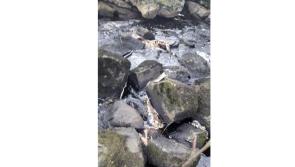 GRIM DISCOVERY: Dead sheep dumped in well known south Donegal river

