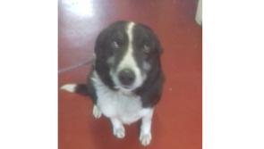 Collie found outside Letterkenny