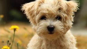 Two for Today:  At Pets R Us  they will help you look after some of the most wonderful friends you may ever have 