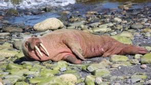 Watch out for the walrus! He is on the move again and could turn up on the Donegal coast