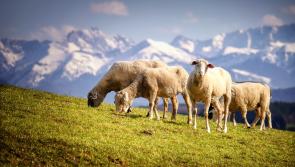 EU classification of wool as waste must be changed says ICSA

