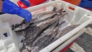 Minister must step up following High Court ruling on fish-weighing system says Donegal TD


