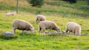 Organic farming has "a lot of potential" 