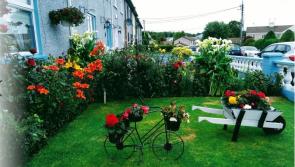 Flower power has arrived in Donegal's biggest town