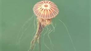 Know your jellyfish - and what to do (or not do!) if you get stung on a Donegal beach
