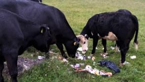 Donegal farmer horrified as land in beauty spot left in foul and filthy state by visitors