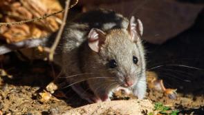 It's a rat trap ...

