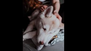 Dog rescue centre make appeal for people to donate bedding