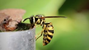 Everything you need to know about wasps - a late summer nuisance or a vital pollinator?