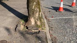 Tree in a Donegal town centre to be replaced due to health and safety issue