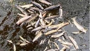 Concern continues over major fish kill near Donegal-Fermanagh border