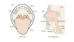 Raising awareness of the Link between Alcohol and Cancer on Mouth Cancer Awareness Day
