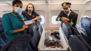 The Flight of the Turtle - Stranded in Donegal in 2019, JC 'wings' his way back to Gran Canaria 