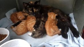 Animal charity in Donegal issues an appeal as number of cats and kittens in care rises past 100 mark
