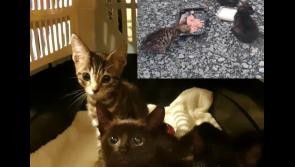 A Hundred rescued felines in Donegal need homes - Donegal Aninals in Need