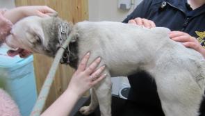 Man fined and banned from keeping dogs for five years