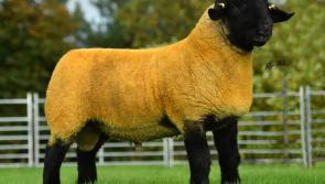 Inishowen-bred pedigree ram breaks mart record
