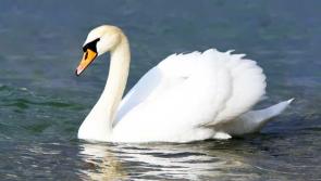 Warning over dead Moville swan