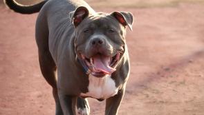 Pitbull caused injury to innocent man after escaping 'dognapping' attempt