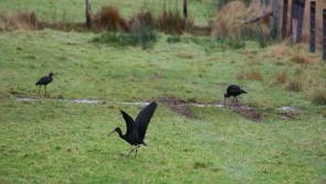 Rare African birds spotted in Donegal may have blown off course during Storm Barra