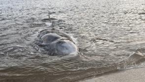 Six whale and dolphin strandings in one day includes two animals which stranded in Donegal