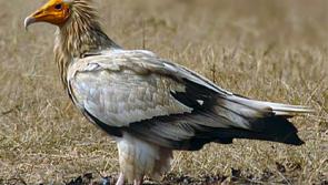 Rare Egyptian vulture spotted - is it the same one that was in Donegal during the summer?