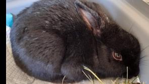 Donegal's Animals in Need: Happy New Year!