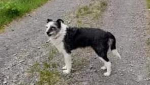 Appeal to find much loved dog that went missing in Donegal during thunderstorm